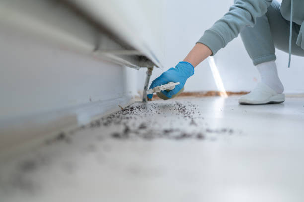 Wasp Removal Services in North Branch, MN